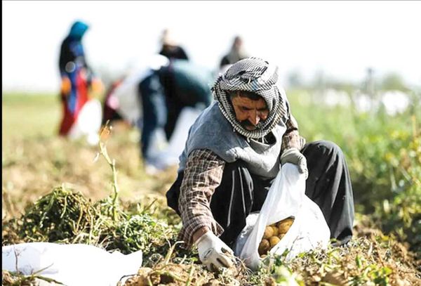 باغ‌های سیرجان و زندگی پرمشقت کارگران