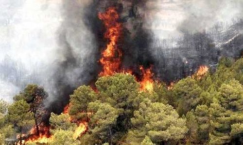 
محیط زیست؛ بی‌پناه در زبانه‌های آتش سیاست