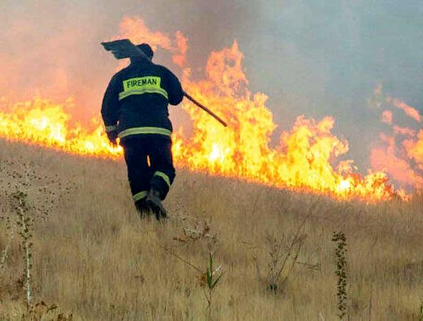 آقای رئیس‌جمهور به حال تتمه جنگل‌های زاگرس فکری کنید