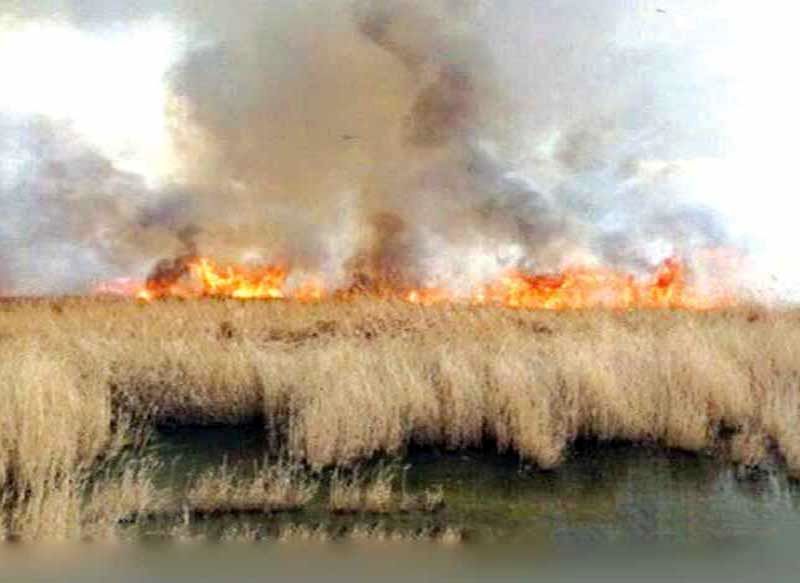 احیای هورالعظیم نیازمند دیپلماسی است نه صرفا رهاسازی آب