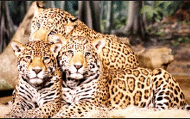 رهایی از حسرت ملی با حفظ 5 پلنگ 