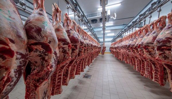 
گوشت مغولستان، ترانزیتی بوده 
و در گمرک توقیف است